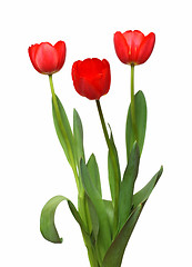 Image showing three red tulip bunch