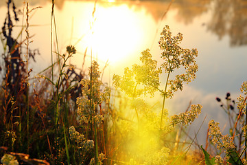 Image showing grass on riverside at dawn