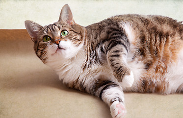 Image showing Fat Cat