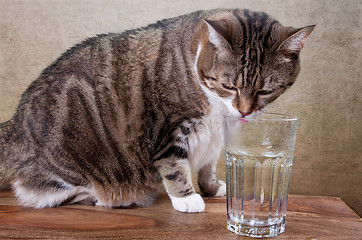 Image showing Cat with water