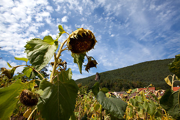 Image showing Sunflower Helianthus annuus