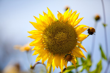 Image showing Sunflower Helianthus annuus