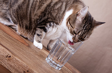 Image showing Cat with water