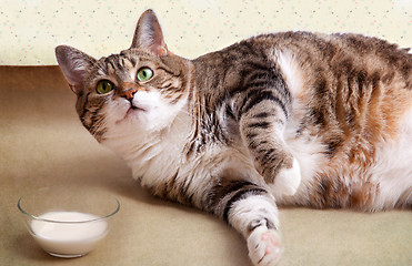 Image showing Fat Cat with Milk