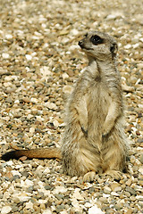 Image showing Meerkat