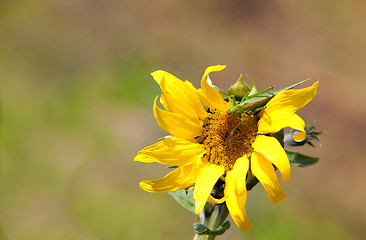 Image showing Sunflower Helianthus annuus