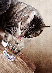 Image showing Cat with water