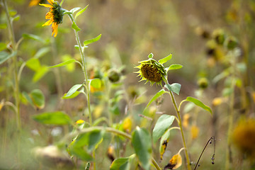 Image showing Sunflower Helianthus annuus