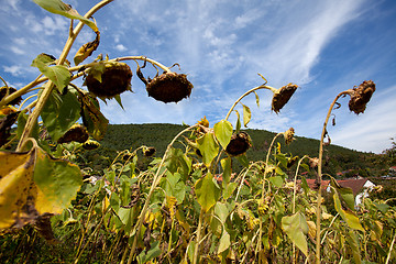 Image showing Sunflower Helianthus annuus