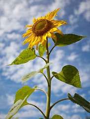 Image showing Sunflower Helianthus annuus