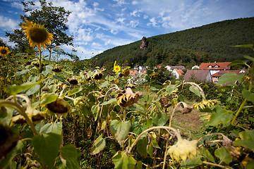 Image showing Sunflower Helianthus annuus