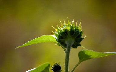 Image showing Sunflower Helianthus annuus