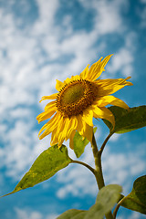 Image showing Sunflower Helianthus annuus