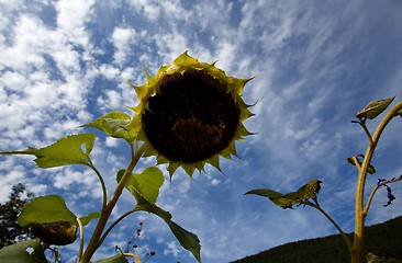 Image showing Sunflower Helianthus annuus