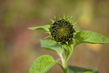 Image showing Sunflower Helianthus annuus