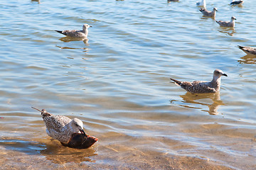 Image showing Seagull and fish