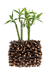 Image showing Bamboo