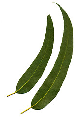 Image showing Eucalyptus Leaves 