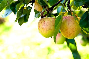 Image showing Apple tree