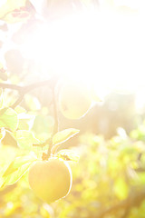 Image showing Background apple tree