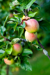 Image showing Apple tree