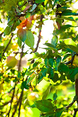 Image showing Background apple tree