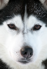 Image showing Malamute sled dog