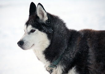 Image showing sled dog