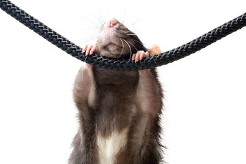 Image showing grey rat on rope