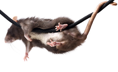 Image showing grey rat on rope