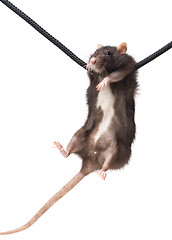 Image showing grey rat on rope