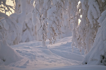 Image showing winter closeup