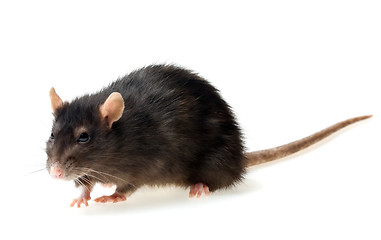 Image showing grey rat