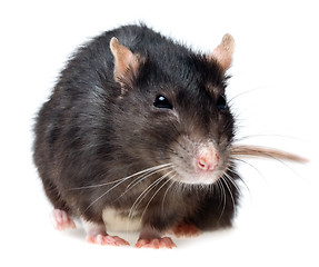 Image showing grey rat closeup