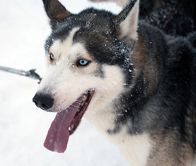 Image showing husky sled dog