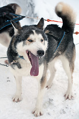 Image showing husky dog