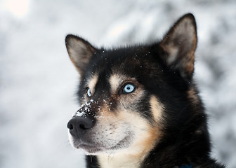 Image showing blue-eyed dog