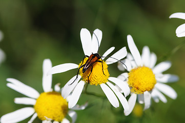 Image showing beetle on camomile