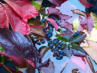 Image showing Autumn Leaves