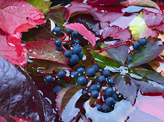 Image showing Autumn Leaves