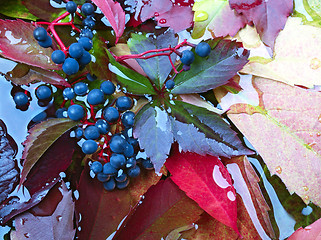 Image showing Autumn Leaves