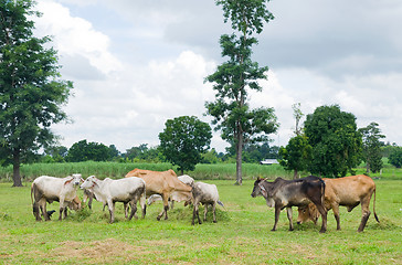 Image showing Asian cows in the field