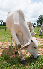 Image showing Asian cows grassing