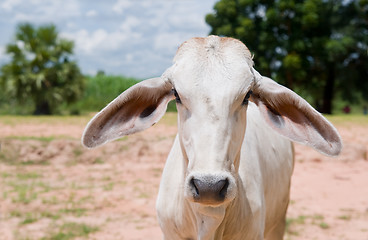 Image showing Asian cow staring at you.