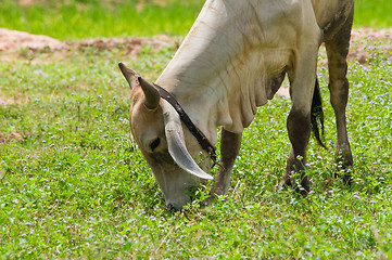 Image showing Asian bull grassing in a field with flowers