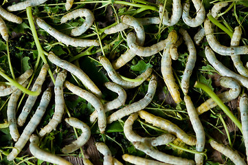 Image showing Silk Worms