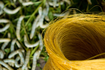 Image showing Raw, unprocessed silk yarn with silk-worms in the background