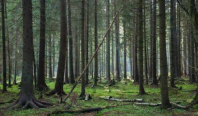 Image showing Coniferous stand of Bialowieza Forest