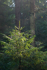 Image showing Young spruce Picea abies illuminated