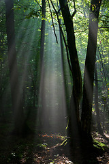 Image showing Sunbeam entering rich deciduous forest